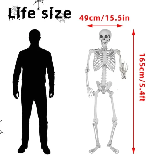 Alternative view of 5.4Ft/165cm Halloween Skeleton Full Body Life Size Human Bones with Movable Joints for Indoor Outdoor Halloween Props Decorations
