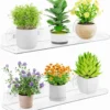 Window Plant Shelves 14.6, 2 Pack Acrylic Suction Cup Holder